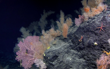 A deep sea coral community