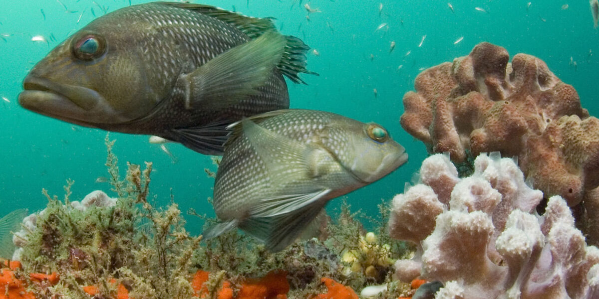 Sea bass look for food among the schools of smaller fish in this healthy coral reef.