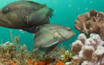 Sea bass look for food among the schools of smaller fish in this healthy coral reef.