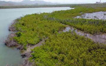 Aerial image of damaged mangrove forest in Aguirre, PR.