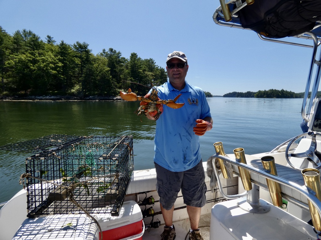 Lobsterman holds Maine lobster pulled from a trap.