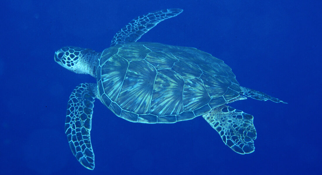 Sea turtle in deep blue water.