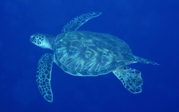 Sea turtle in deep blue water.